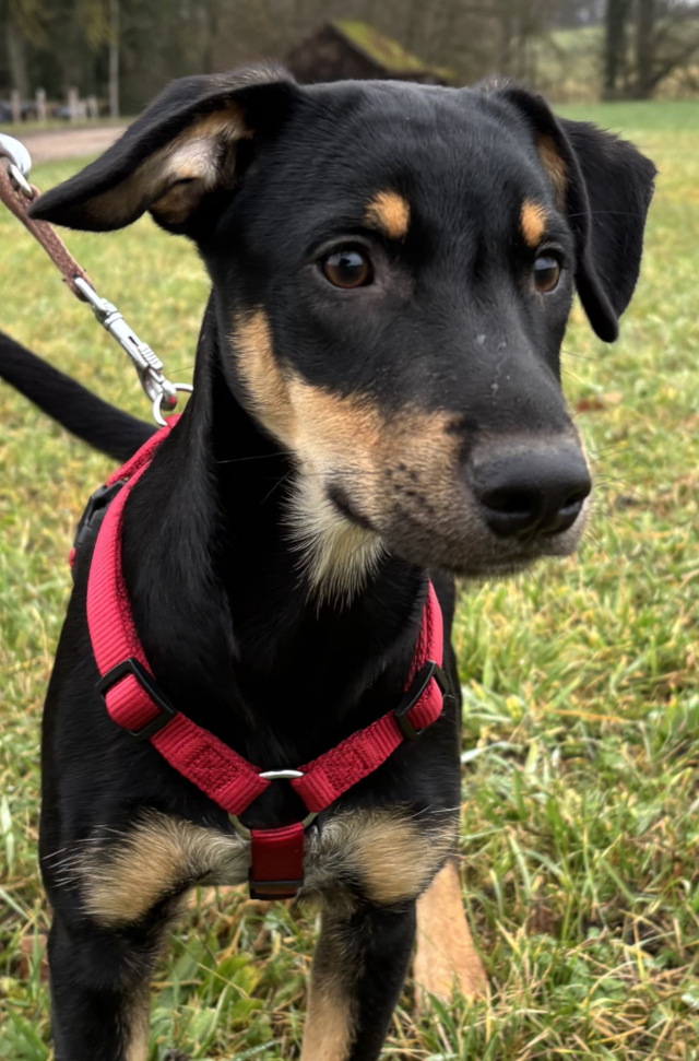 Cai, männlich, geb. 07/2025, Pflegestelle in 71566 Althütte
