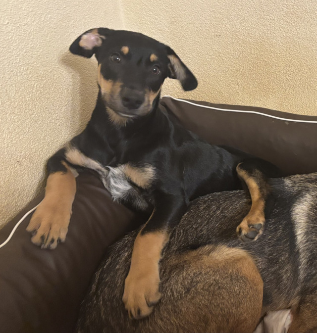 Cai, männlich, geb. 07/2025, Pflegestelle in 71566 Althütte