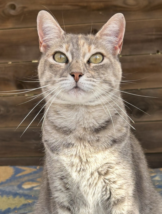 Ellie, weiblich, geb. 07/2022