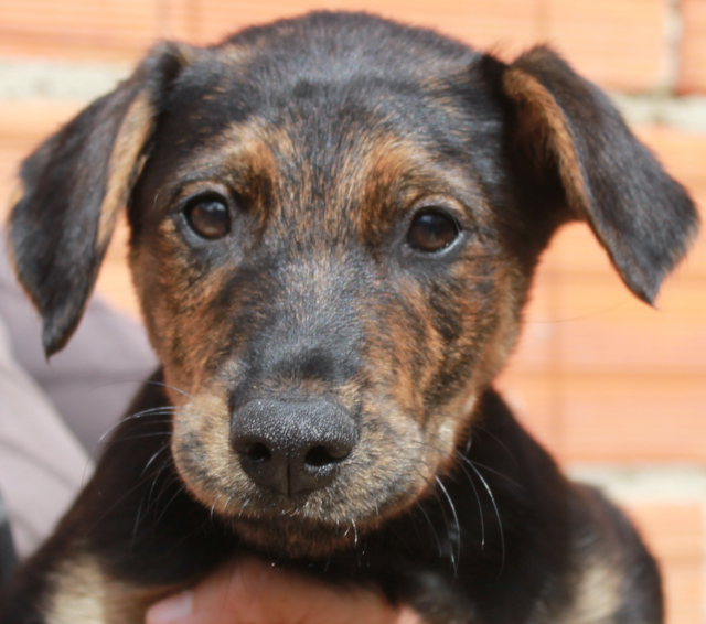 6 Hundebabys, Rüden+Hündinnen, geb. 02/2025