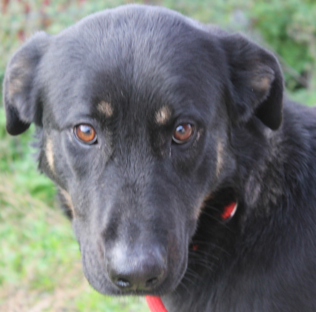 Gaya, Hündin, geb. 01/2025