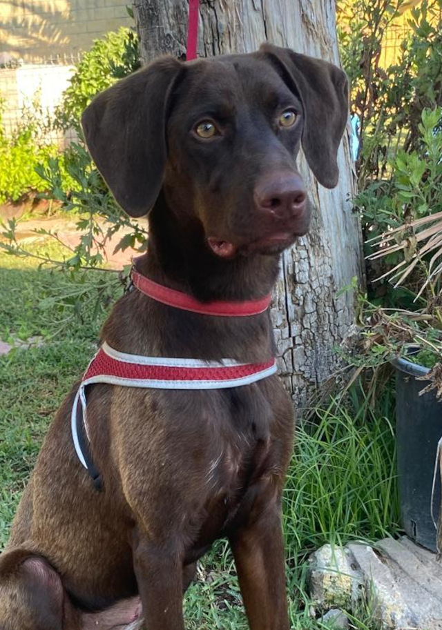 Greta, Hündin, geb. 08/2024