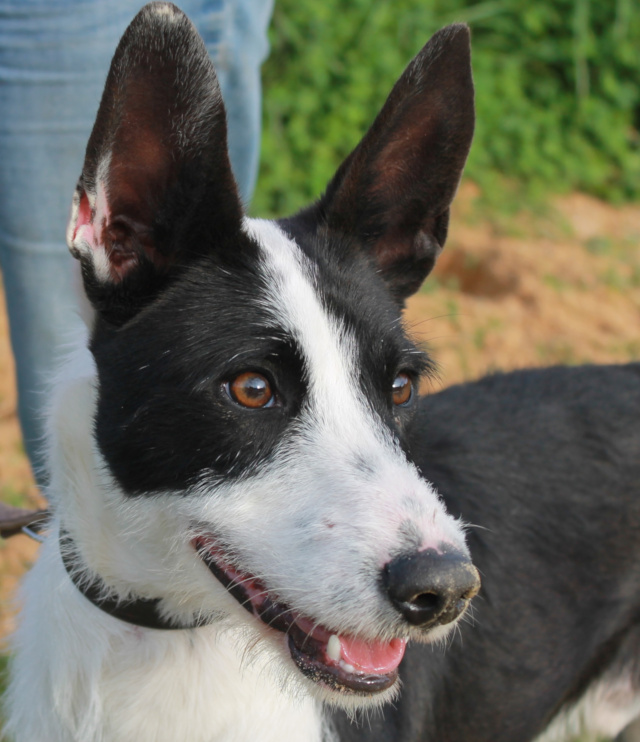 JJ, Rüde, geb. 11/2024