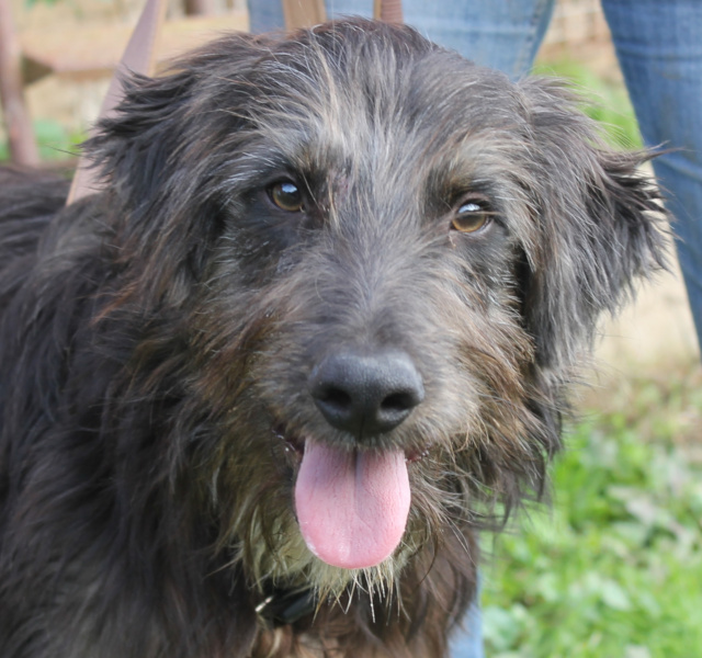 Jerry, Rüde, geb. 01/2025