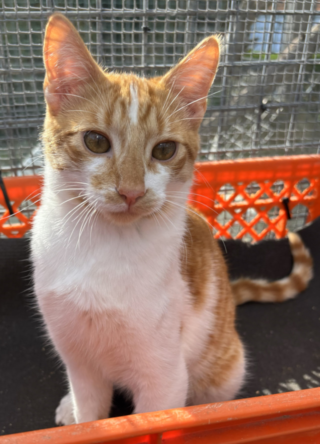 Martim &  Mateus, männlich, geb. 05/2025