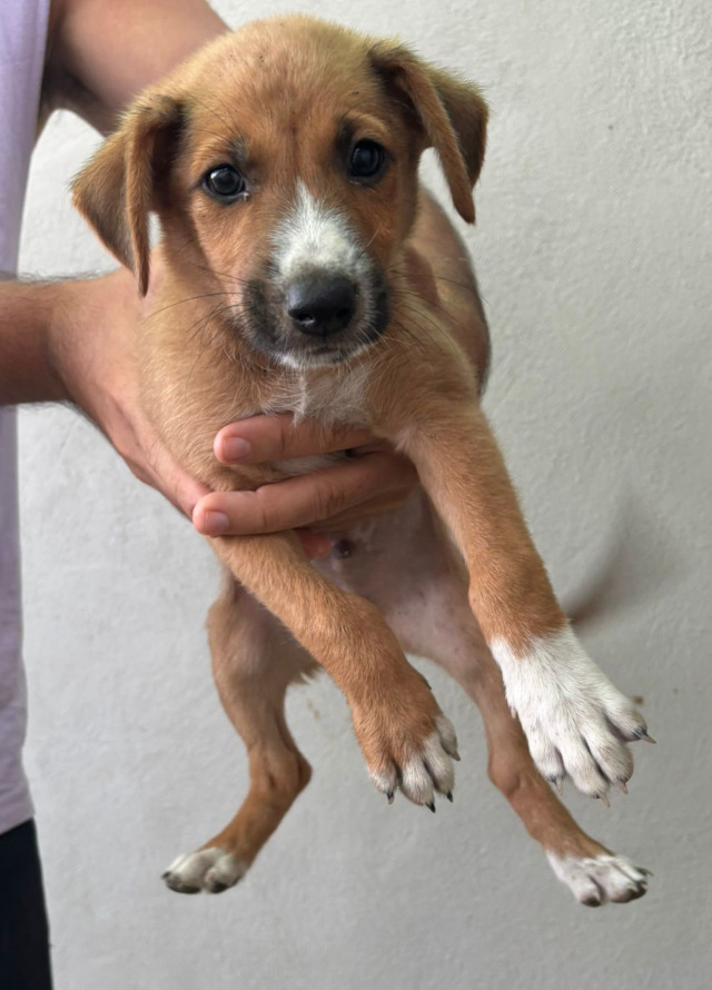 Murphy, Rüde, geb. 07/2025