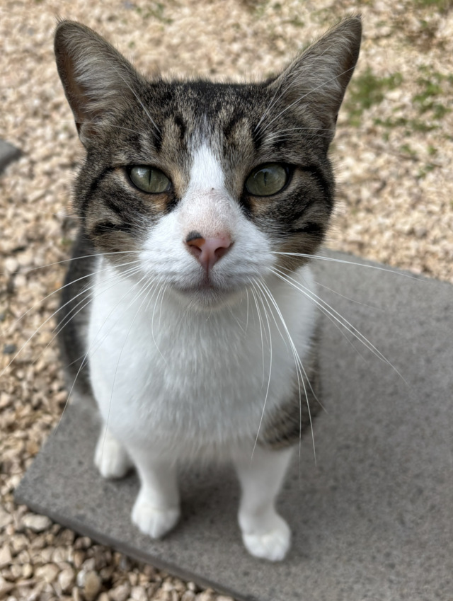 Nuno, männlich, geb. 2020/2021