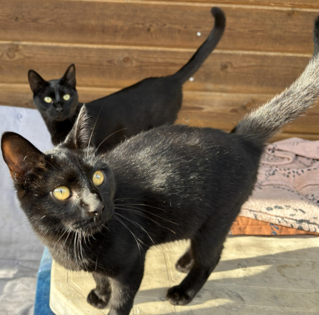 Oscar & Sophia, männlich & weiblich, geb. 04/2025