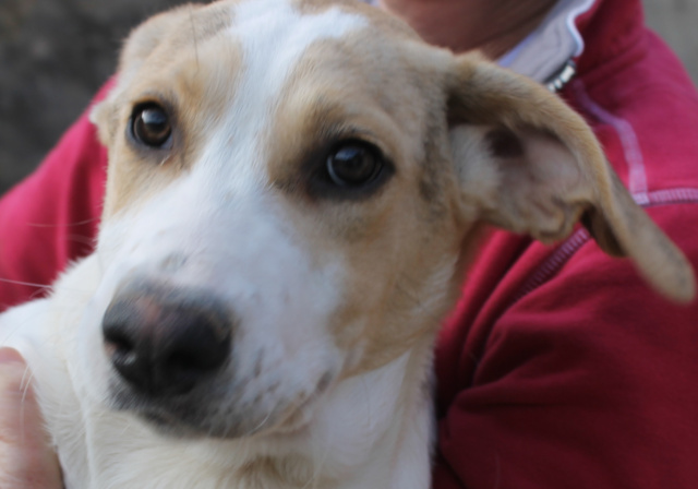 Pascale, Rüde, geb. 09/2025