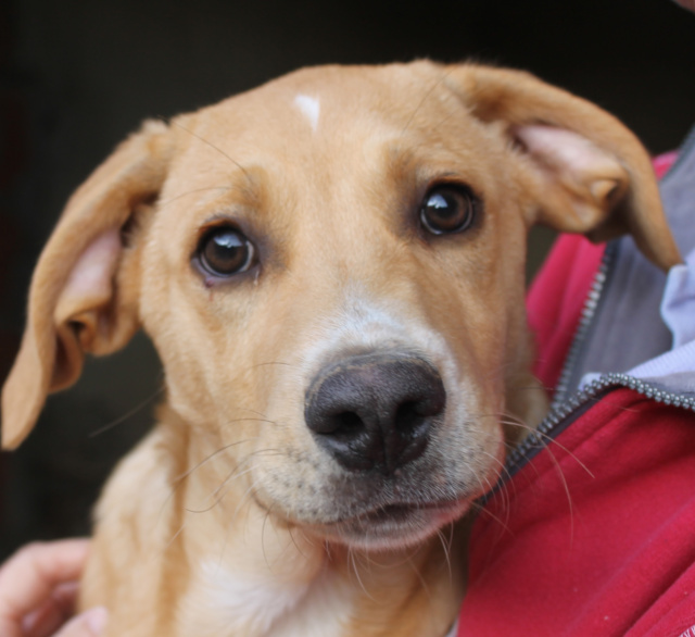 Pumpkyn, Rüde, geb. 09/2025