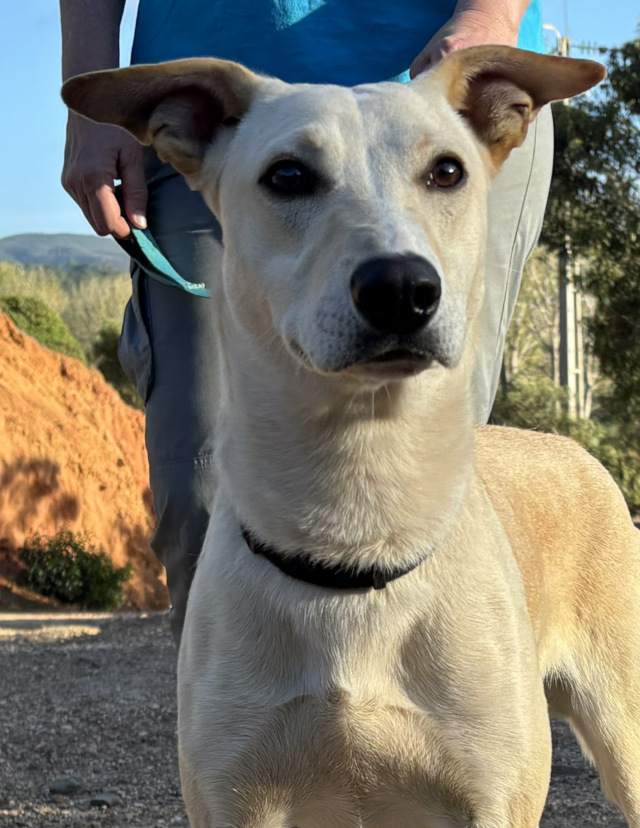 Tanjo, Rüde, geb. 01/2025