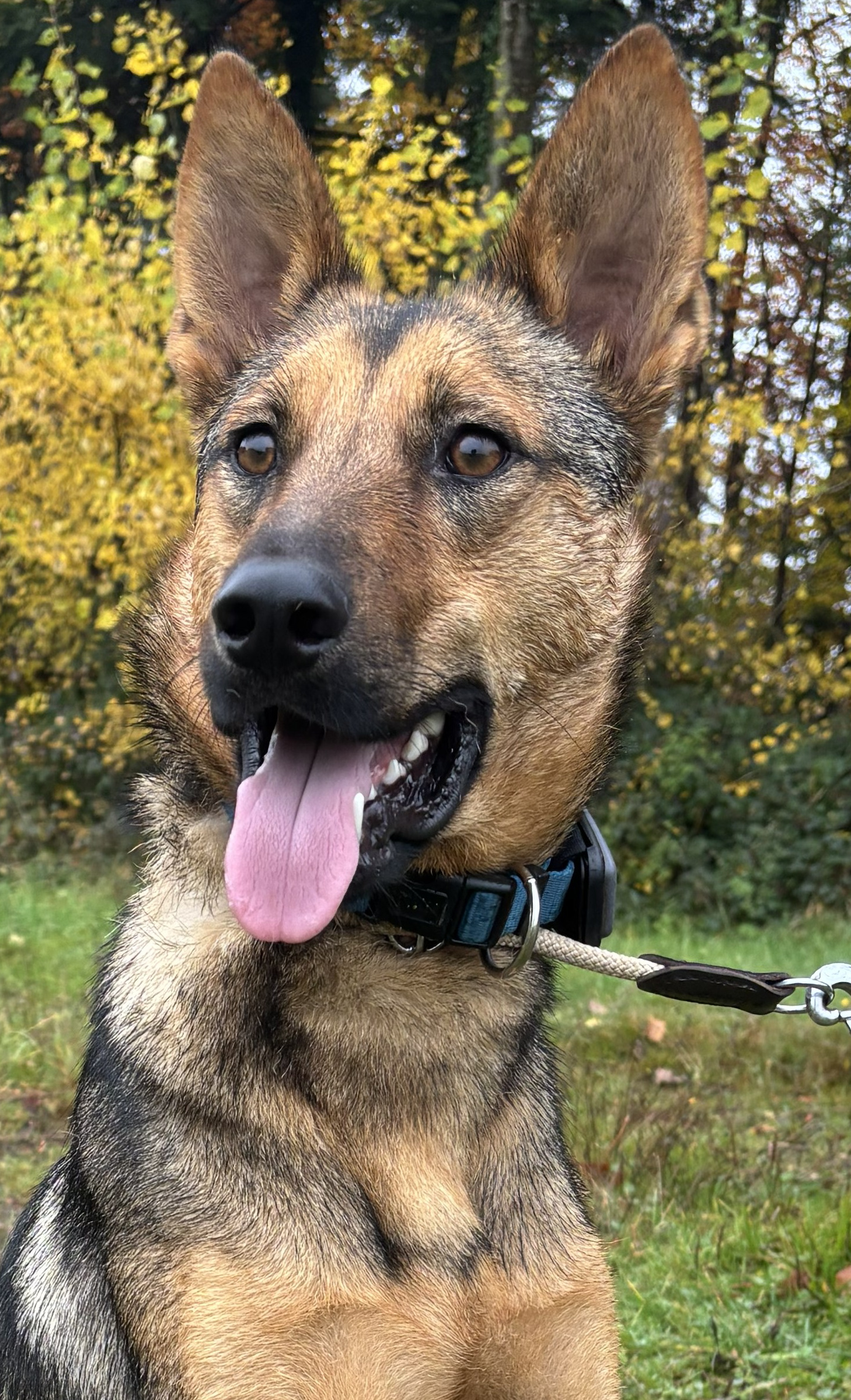 Thor, Rüde, geb. 06/2024, Pflegestelle in 71566 Althütte