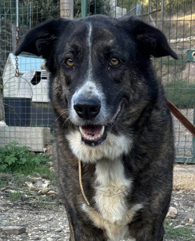 Victoria, Hündin, geb. 03/2018