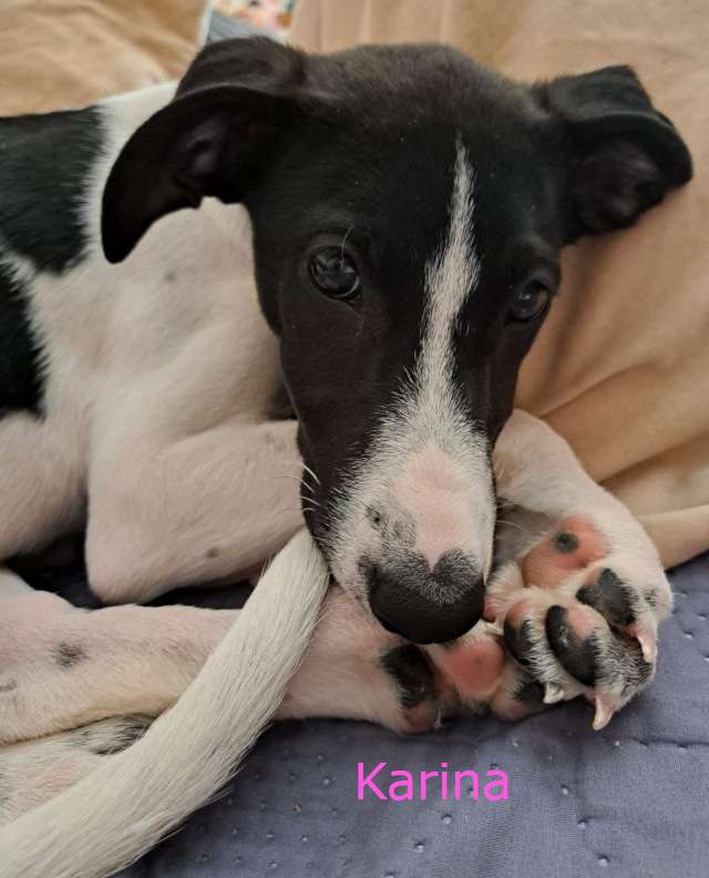 6 süße Hundebabys, Rüden + Hündinnen, geb. 07/2025